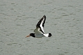 oystercatcher, oystercatchers,-03